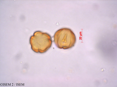ISEM 2/Brachysiphon_petraeus_36825/Brachysiphon_petraeus_36825_0001(copy)_thumb.jpg